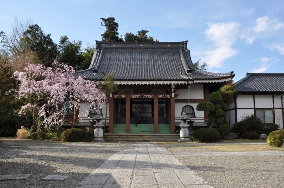 20140406　埼玉県蓮田市閏戸　秀源寺　枝垂れ桜　満開にDSC_0004