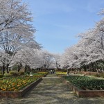 20140331 埼玉県伊奈町小針新宿 西光寺 桜満開DSC_0129