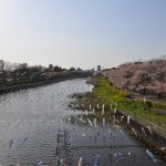 群馬県館林市の「こいのぼりの里まつり」DSC_0106