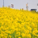 一面の黄色いじゅうたん？菜の花でいっぱいの埼玉県吉見町荒川の土手DSC_0663