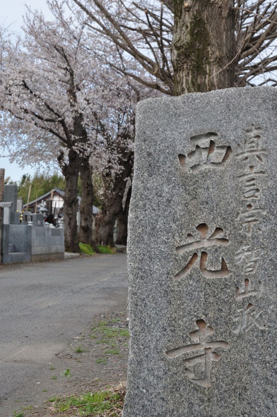 20140331 埼玉県伊奈町小針新宿 西光寺 桜満開 DSC_0106