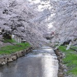 20140404　埼玉県鴻巣市吹上本町　勝龍寺と元荒川の桜満開で吹雪DSC_0533