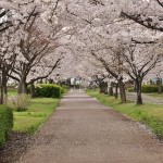 20140404　埼玉県さきたま緑道の桜DSC_0316