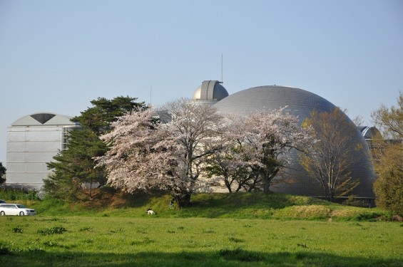 群馬県館林市　館林城　本丸土塁跡 DSC_0109