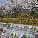 20140401　埼玉県上尾市藤波　上尾靈園の桜が満開DSC_0101