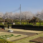 20140401　埼玉県上尾市　丸山公園の桜が満開DSC_0248