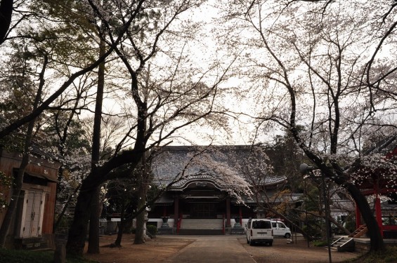 20140331 埼玉県伊奈町小針新宿 西光寺 桜満開 DSC_0157