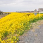 一面の黄色いじゅうたん？菜の花でいっぱいの埼玉県吉見町荒川の土手DSC_0664