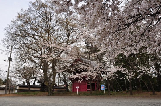 20140331 埼玉県伊奈町小針新宿 西光寺 桜満開 DSC_0169