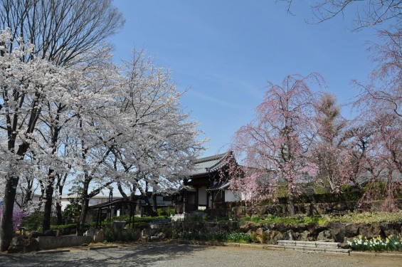 20140401 埼玉県上尾市中分 東栄寺 桜満開ですDSC_0060