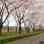 20140402　さいたま市見沼区　さいたま市営霊園の桜が満開DSC_0508