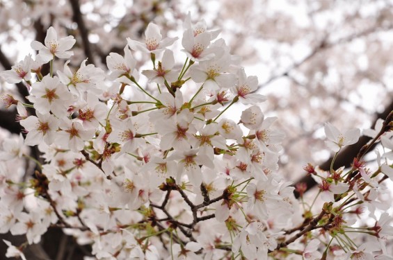 20140404　埼玉県行田市佐間　高源寺の桜が満開DSC_0342