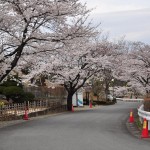 20140402　埼玉県東松山市　森林公園昭和浄苑　桜満開DSC_0645