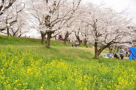 20140402　埼玉県北本市　桜堤（桜土手）の満開の桜　菜の花DSC_0563