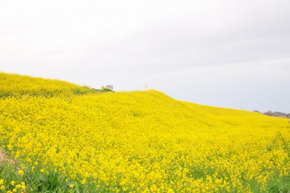 一面の黄色いじゅうたん？菜の花でいっぱいの埼玉県吉見町荒川の土手DSC_0676