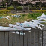 群馬県館林市の「こいのぼりの里まつり」DSC_0093