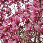 20140402　埼玉県東松山市　森林公園昭和浄苑　桜満開DSC_0591