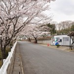 20140402　埼玉県東松山市　森林公園昭和浄苑　桜満開DSC_0587