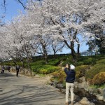 20140401　埼玉県上尾市　丸山公園の桜が満開DSC_0267