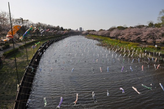 群馬県館林市の「こいのぼりの里まつり」DSC_0099