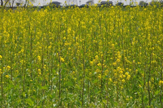 一面の菜の花が綺麗でした！埼玉県比企郡吉見町　吉見総合運動公園DSC_0209