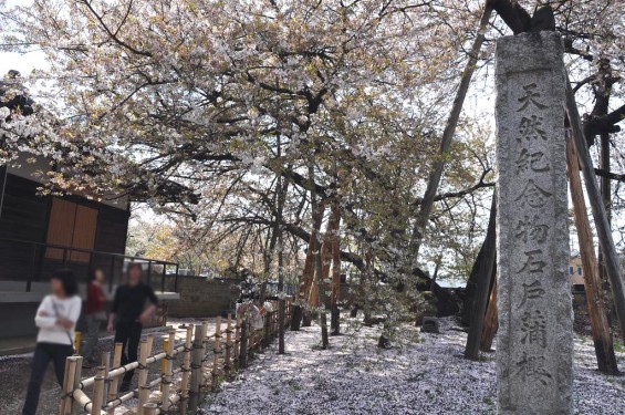 20140409　埼玉県北本市　石戸蒲桜（いしどかばざくら）DSC_0011