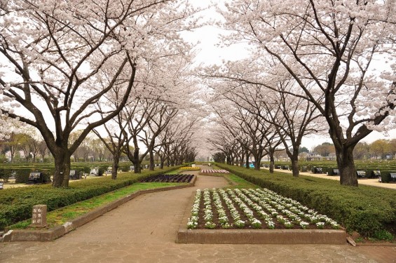 20140402　さいたま市見沼区　さいたま市営霊園の桜が満開DSC_0422