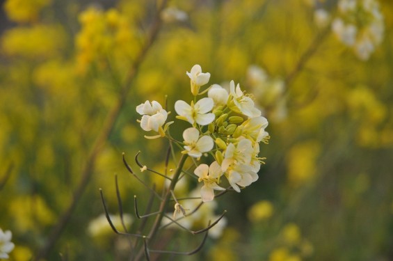 一面の黄色いじゅうたん？菜の花でいっぱいの埼玉県吉見町荒川の土手DSC_0673
