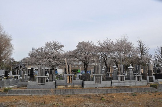 20140331 埼玉県伊奈町小針新宿 西光寺 桜満開 DSC_0103