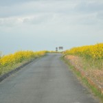 一面の黄色いじゅうたん？菜の花でいっぱいの埼玉県吉見町荒川の土手DSC_0659