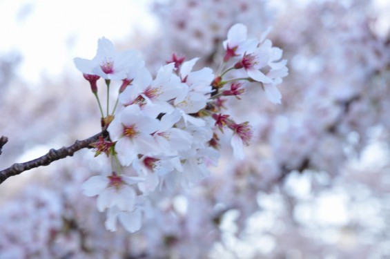 20140404　埼玉県鴻巣市吹上本町　勝龍寺と元荒川の桜満開で吹雪DSC_0537