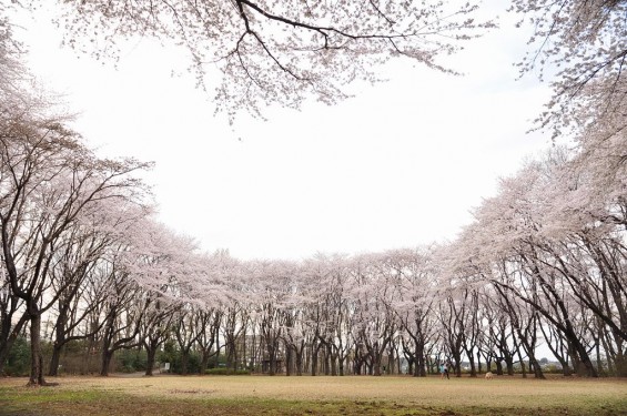 20140402　埼玉県東松山市　岩鼻運動公園の桜DSC_0576