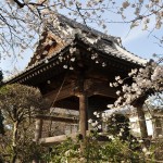 20140331 埼玉県蓮田市閏戸 秀源寺 桜満開DSC_0016