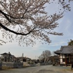 20140331 埼玉県伊奈町羽貫 西蔵院 桜満開DSC_0075