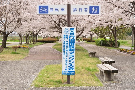 20140404　埼玉県さきたま緑道の桜DSC_0332