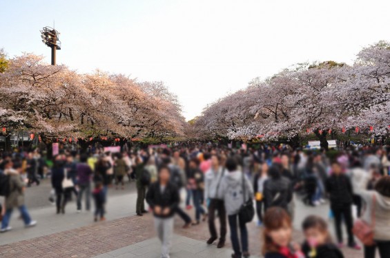 20140405　東京都上野恩師公園　夜桜DSC_0019