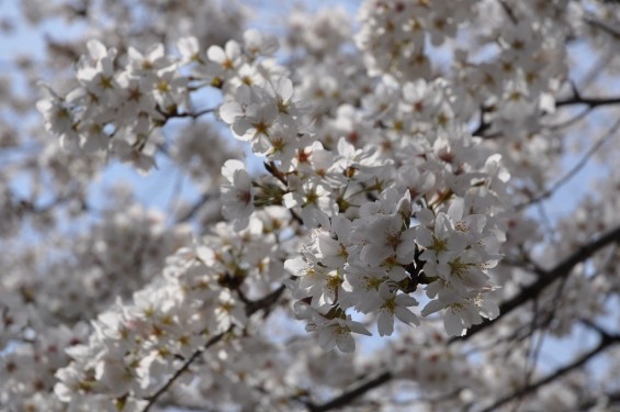 20140401　埼玉県上尾市藤波　上尾靈園の桜が満開DSC_0074