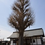 20140401 埼玉県上尾市中分 東栄寺 桜満開ですDSC_0009