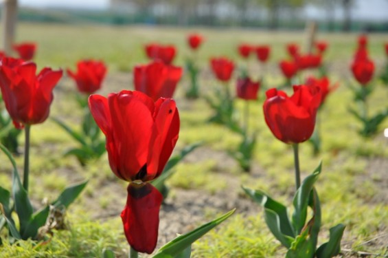 チューリップの花が綺麗でした　埼玉県比企郡吉見町　吉見総合運動公園　赤　真紅DSC_0182