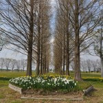 埼玉県比企郡吉見町　吉見総合運動公園　水仙が綺麗DSC_0056