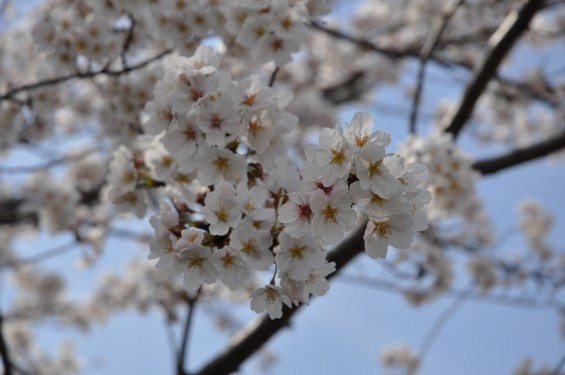 20140401　埼玉県上尾市藤波　上尾靈園の桜が満開DSC_0103