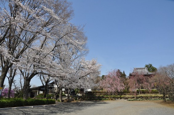 20140401 埼玉県上尾市中分 東栄寺 桜満開ですDSC_0057