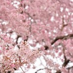 20140402　さいたま市見沼区　さいたま市営霊園の桜が満開　枝垂れ桜DSC_0485