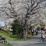 20140401　埼玉県上尾市　丸山公園の桜が満開DSC_0279