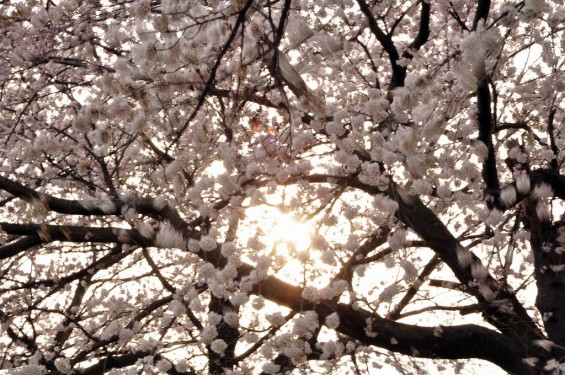 20140331 埼玉県伊奈町小針新宿 西光寺 桜満開 DSC_0144