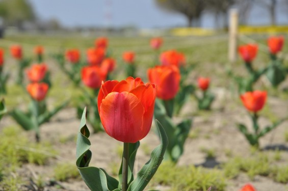 チューリップの花が綺麗でした　埼玉県比企郡吉見町　吉見総合運動公園　朱色DSC_0178