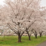 20140402　さいたま市見沼区　さいたま市営霊園の桜が満開DSC_0431