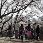 20140401　埼玉県上尾市　丸山公園の桜が満開DSC_0273