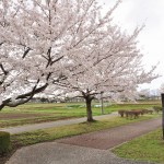 20140404　埼玉県さきたま緑道の桜DSC_0311