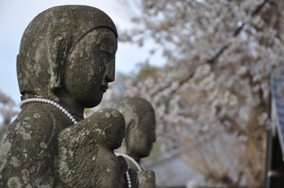 20140331 埼玉県伊奈町小針新宿 西光寺 桜満開 DSC_0131